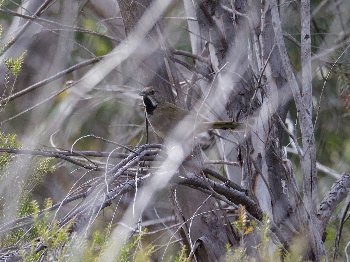 Western Whipbird - ML115450341