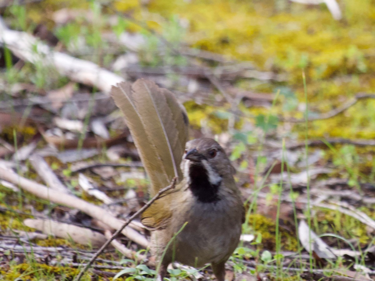 Western Whipbird - ML115450351