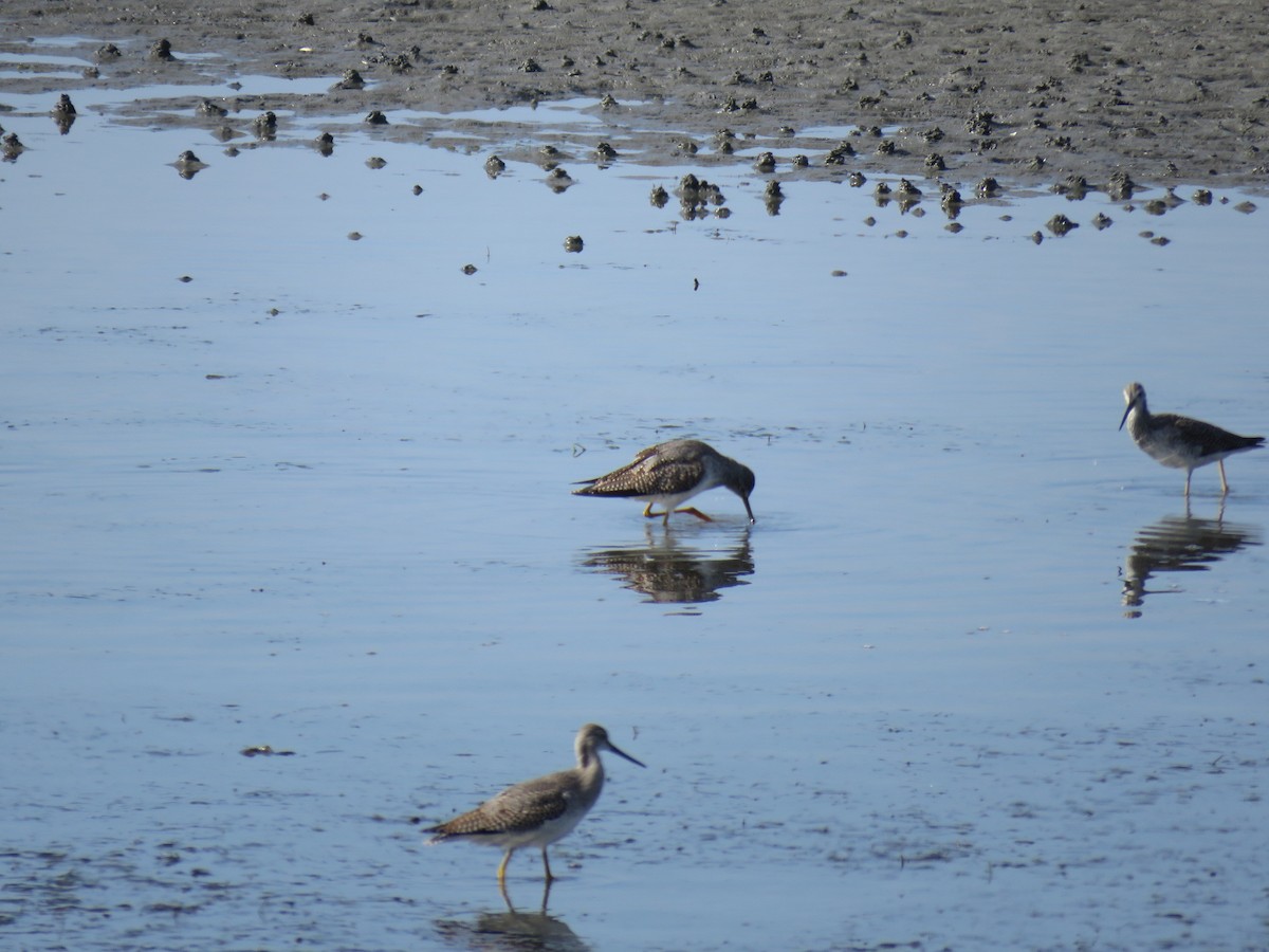 vodouš velký - ML115450491