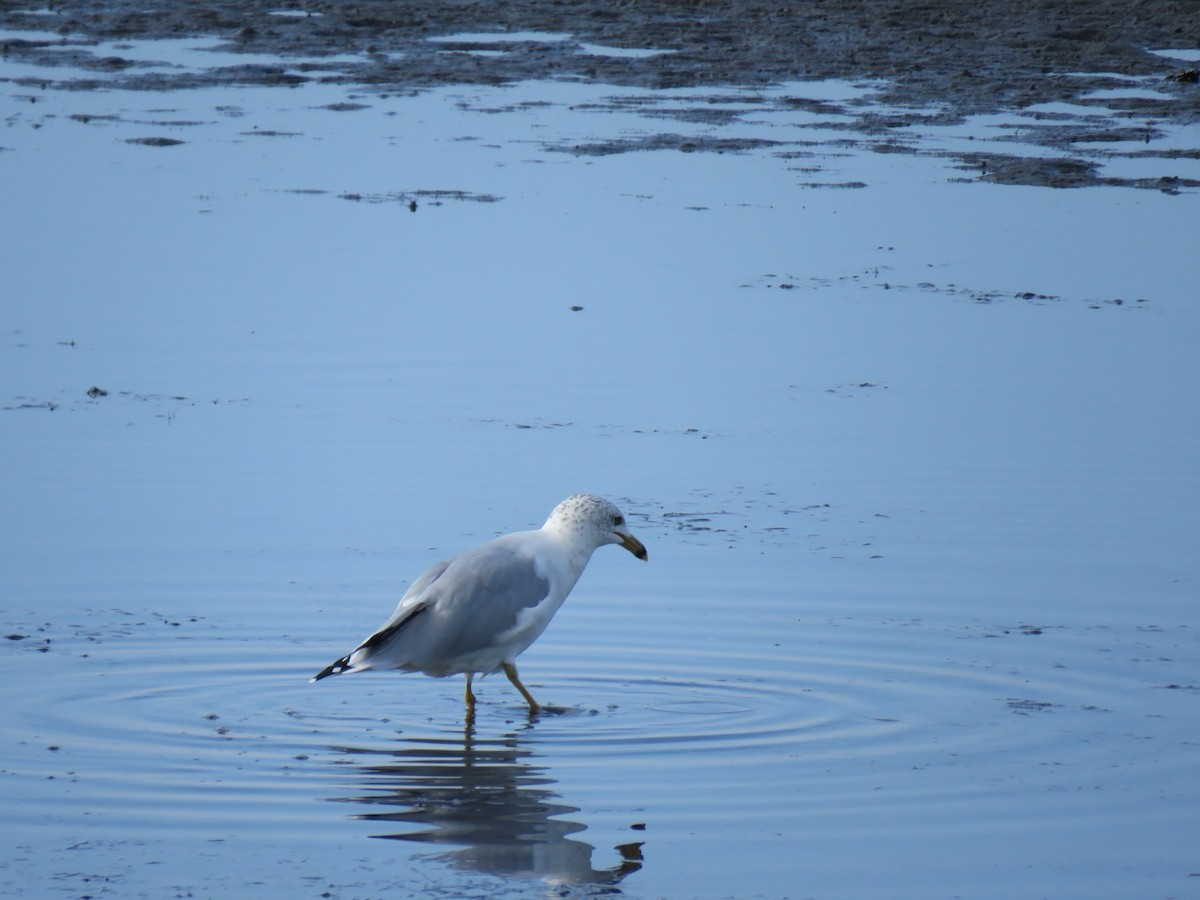 Ring-billed Gull - ML115450541