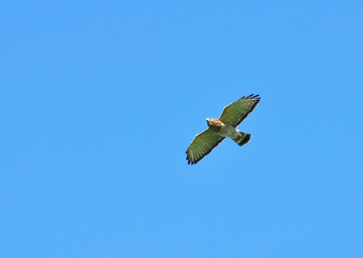 Broad-winged Hawk - ML115450761