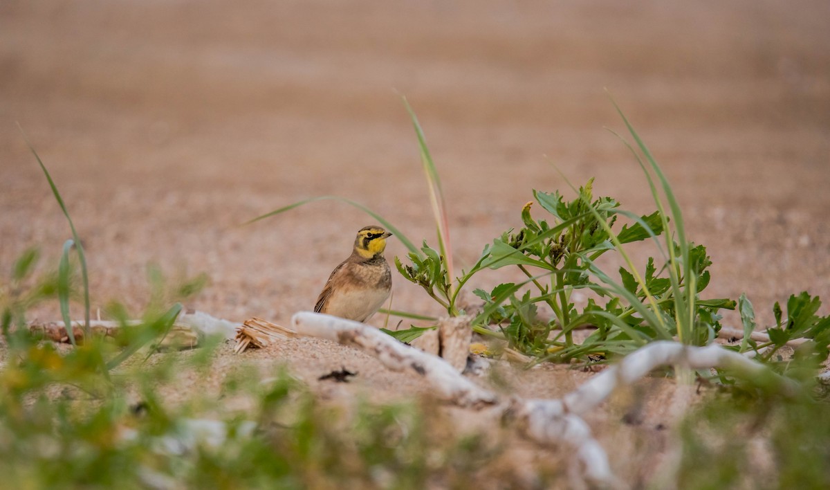 Horned Lark - ML115451381