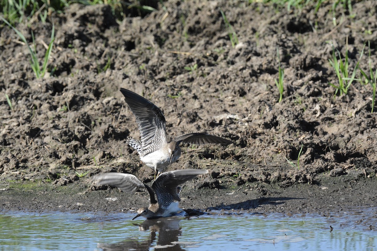 Solitary Sandpiper - ML115452411