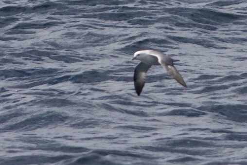 Northern Fulmar - ML115452791