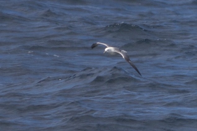 Northern Fulmar - ML115452801