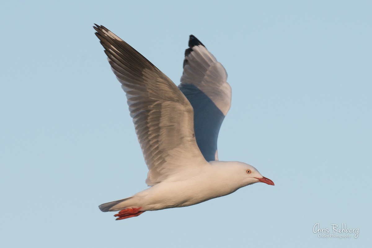Silver Gull (Silver) - ML115453411