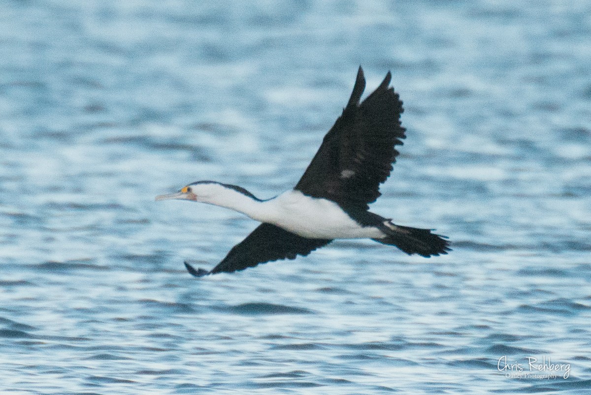 Pied Cormorant - Chris Rehberg  | Sydney Birding