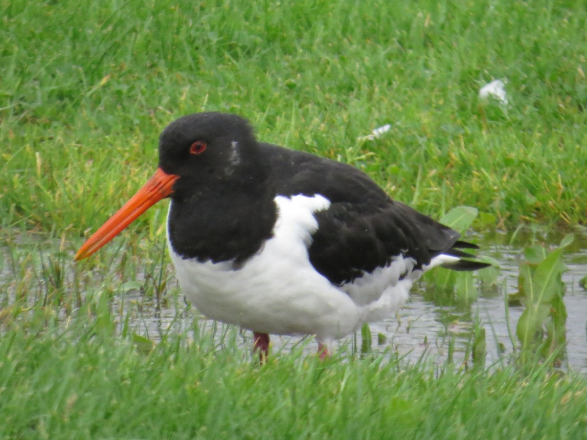 Eurasian Oystercatcher - Craig Taylor