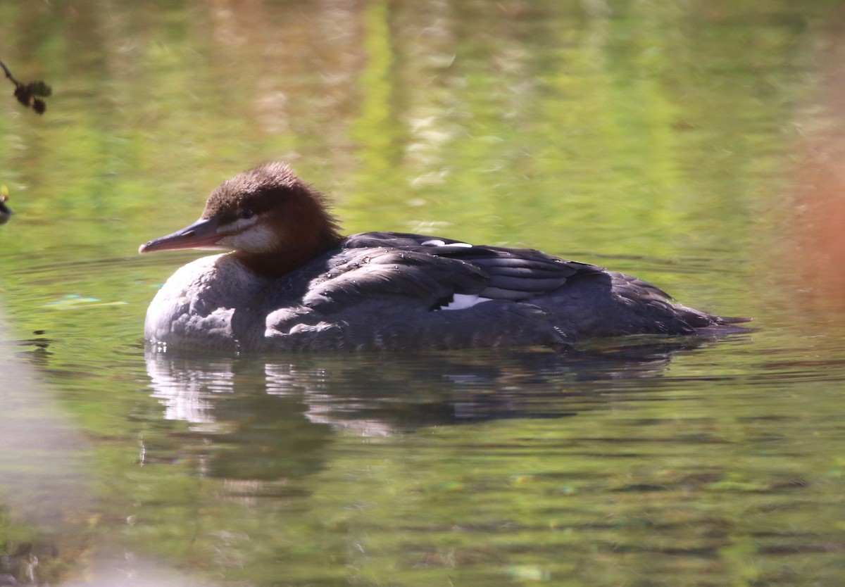 Common Merganser - Pair of Wing-Nuts