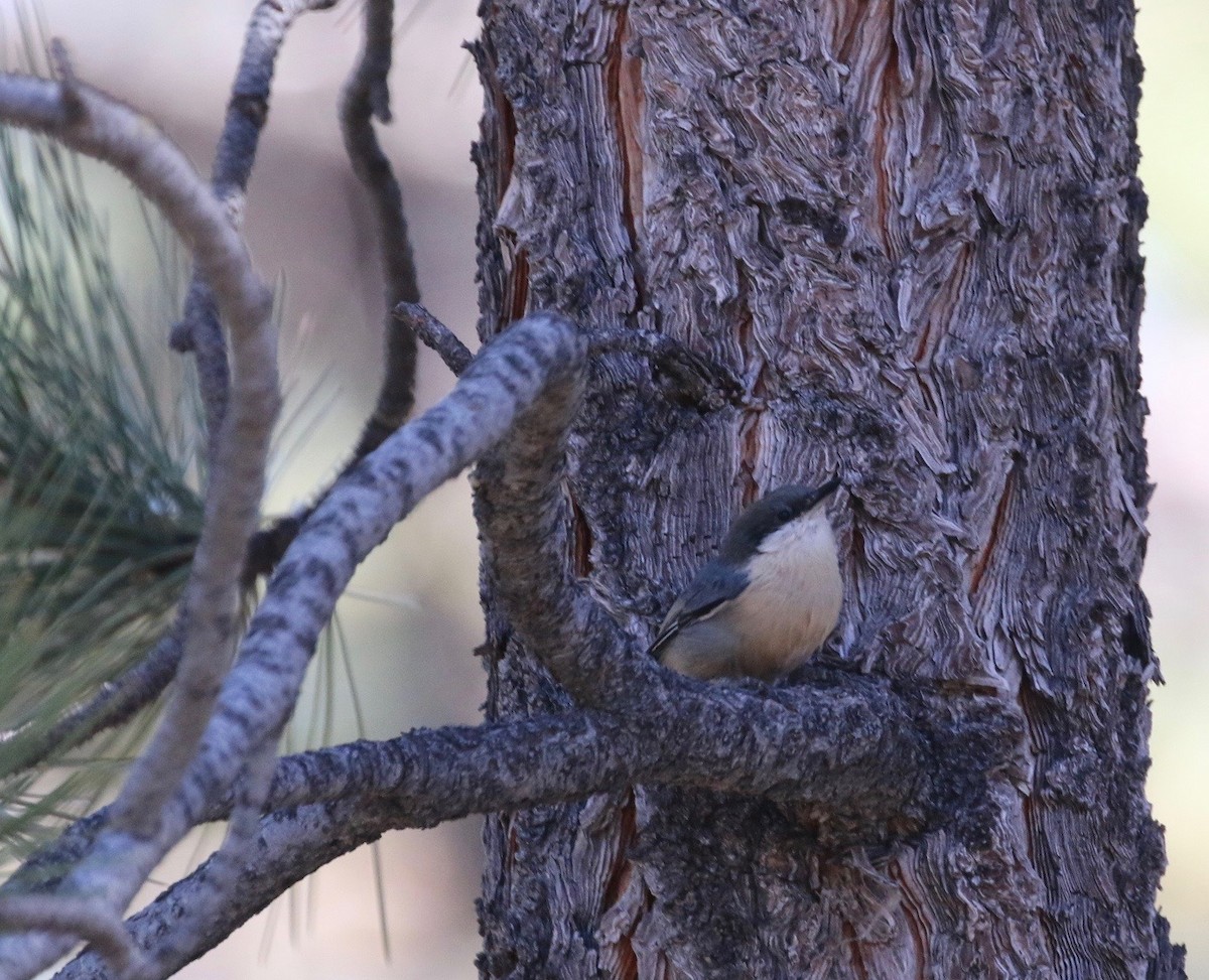 Pygmy Nuthatch - ML115456691