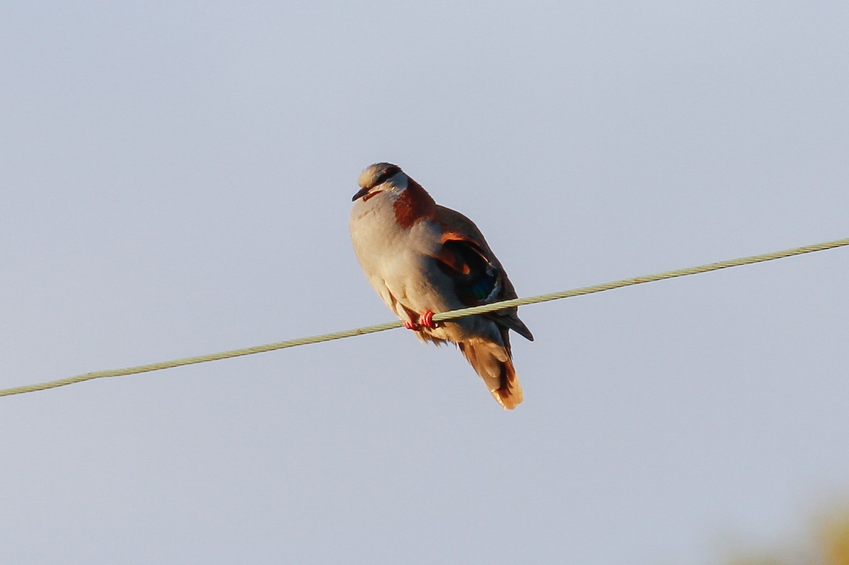 Brush Bronzewing - ML115457981