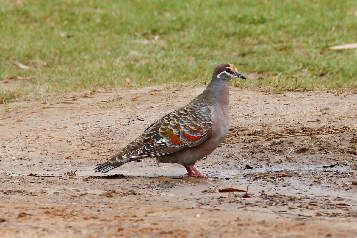 Common Bronzewing - ML115458081