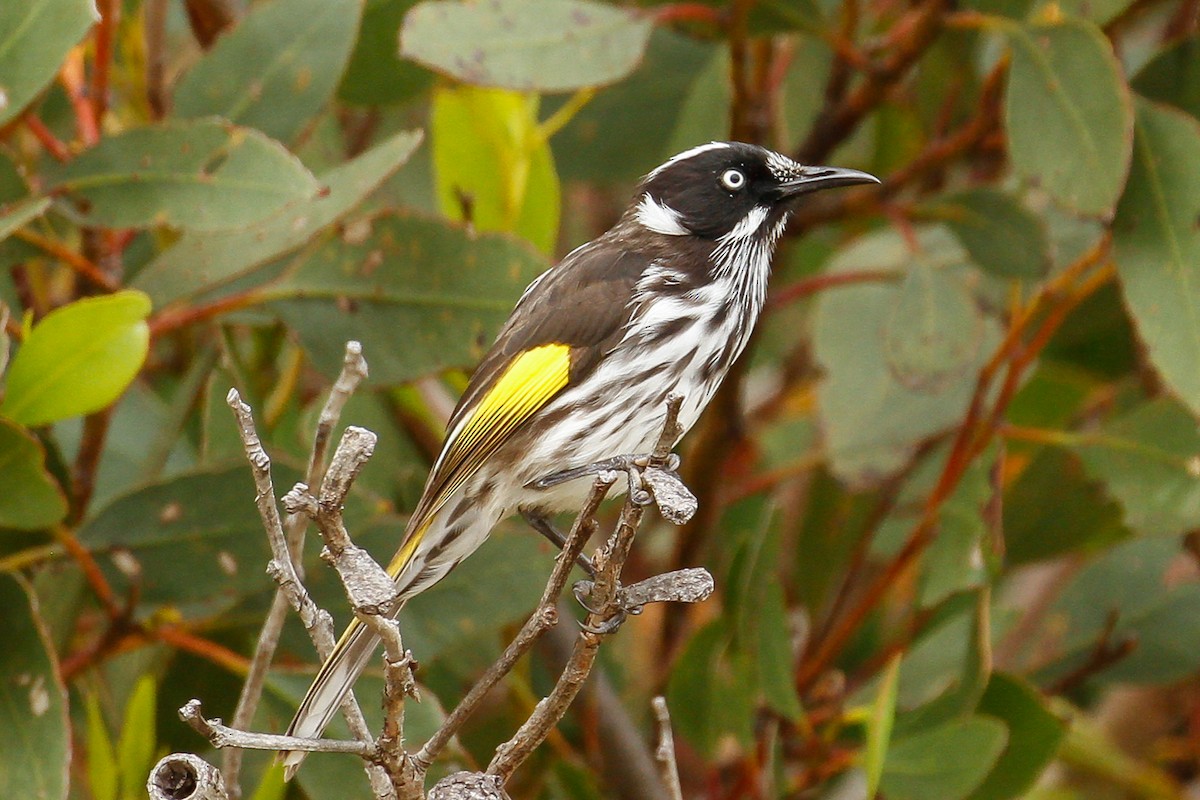 New Holland Honeyeater - ML115458101