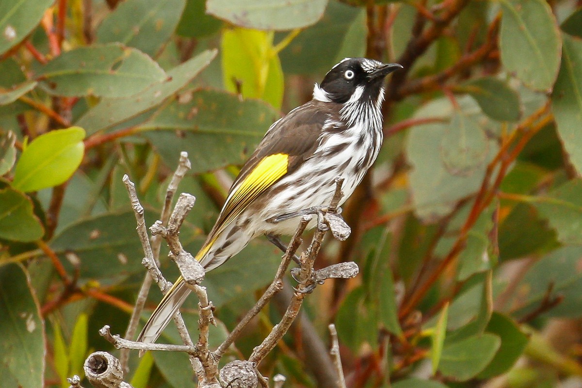 New Holland Honeyeater - ML115458151