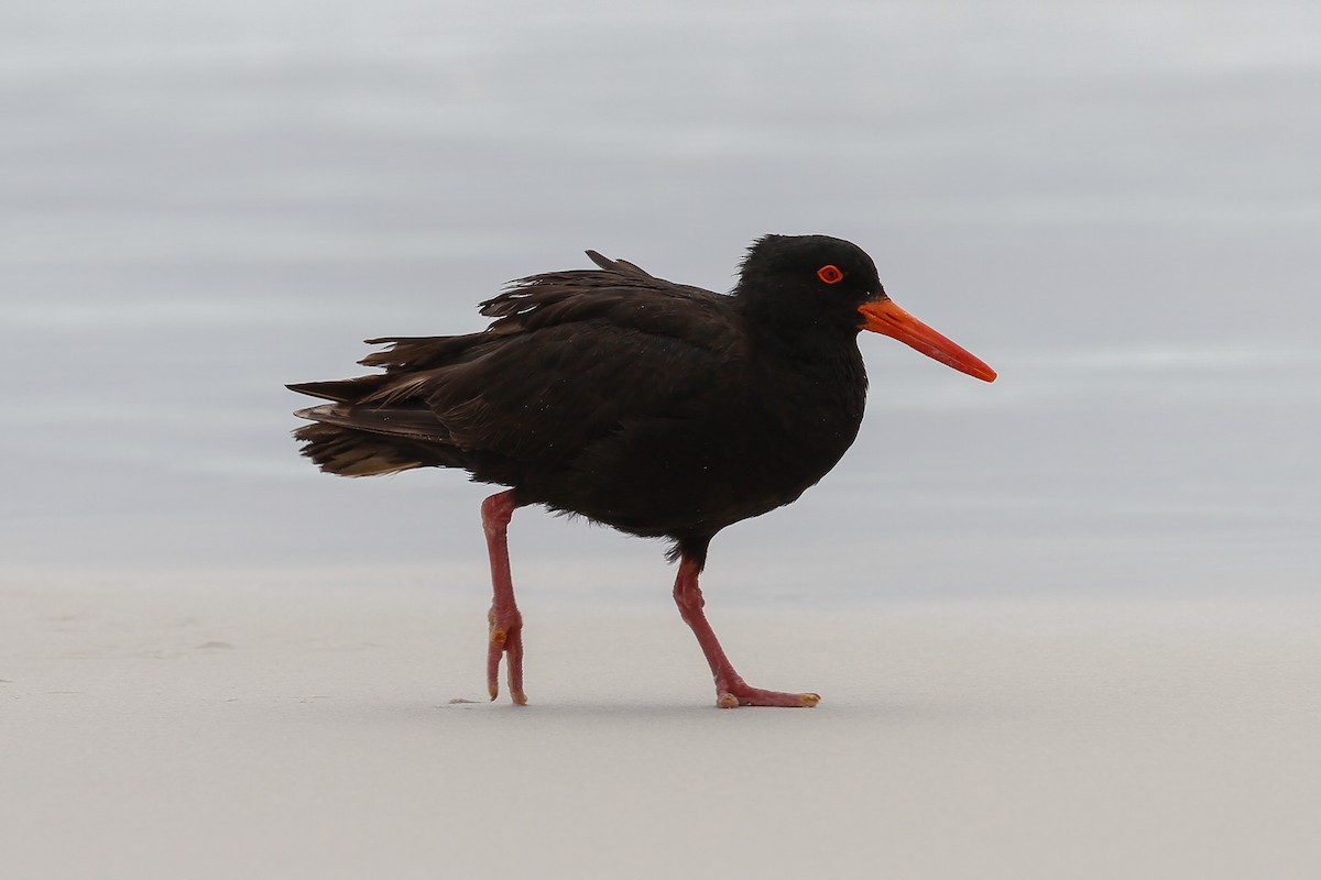 Sooty Oystercatcher - ML115458281