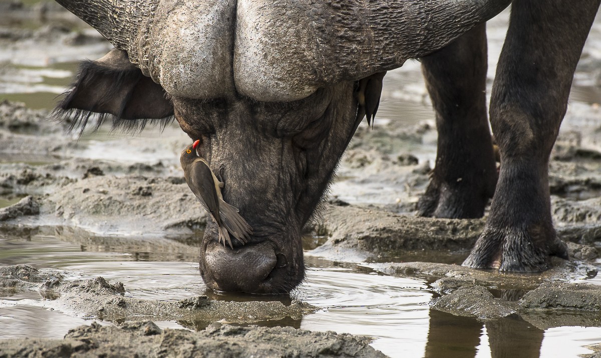 Red-billed Oxpecker - ML115458351