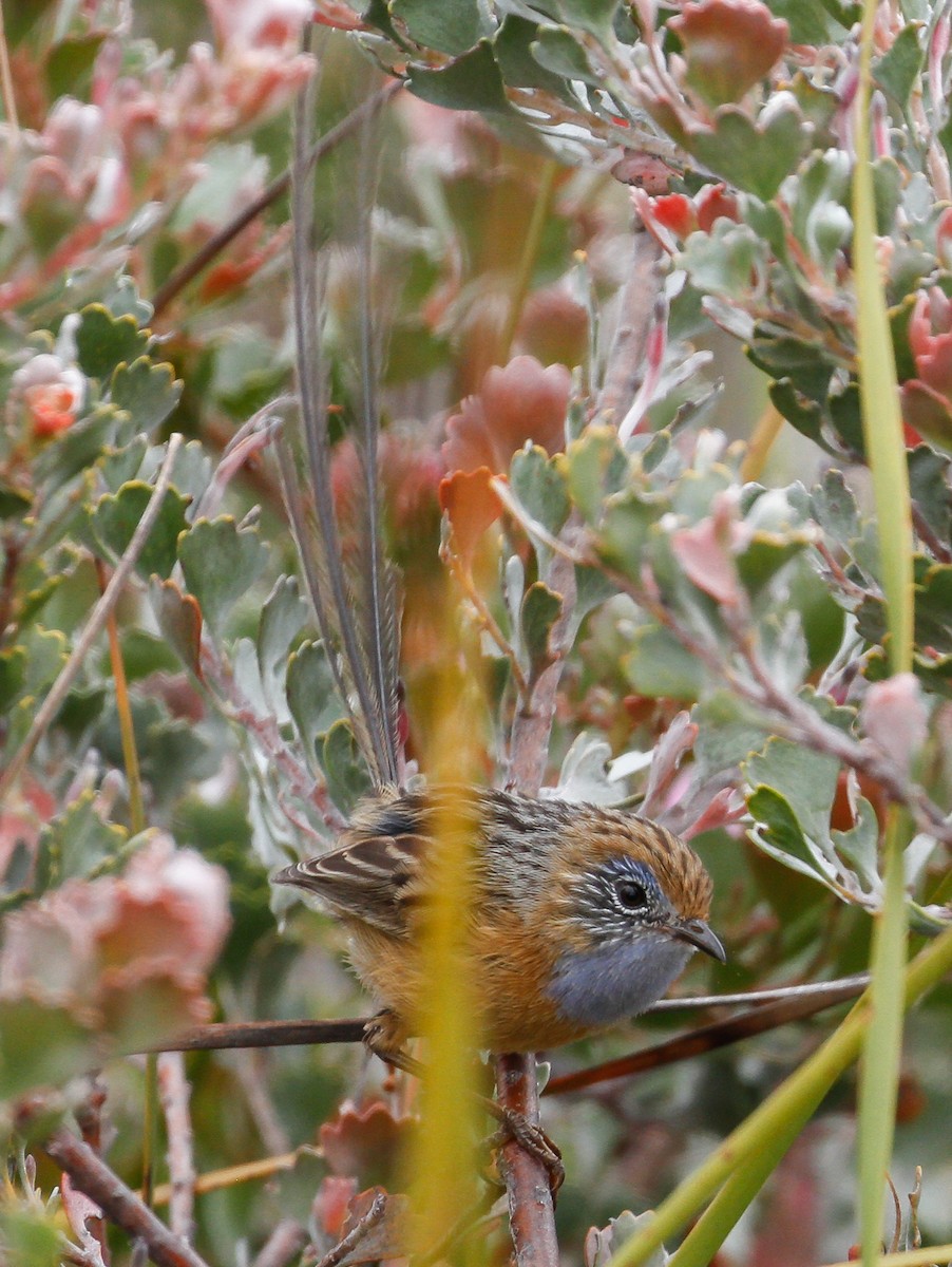 Southern Emuwren - ML115458361