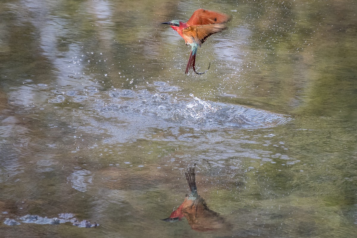 Southern Carmine Bee-eater - ML115458441