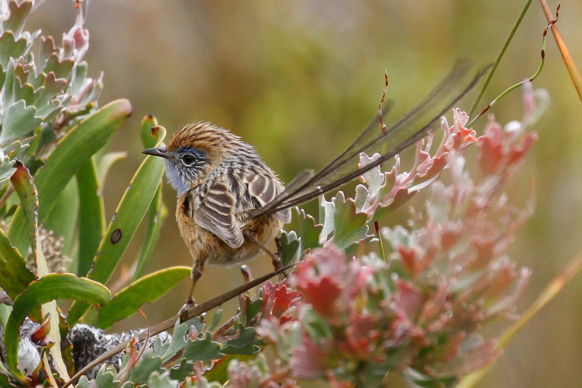 Southern Emuwren - ML115458571