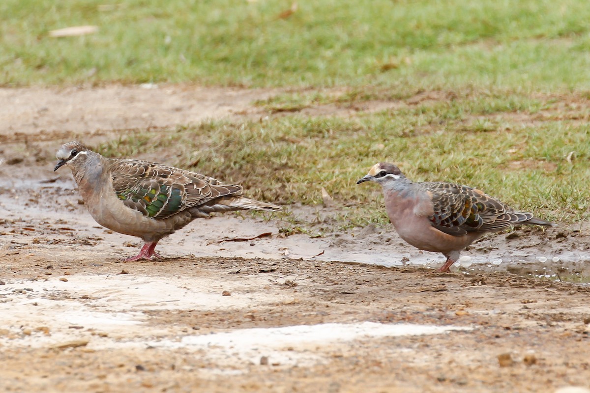 Common Bronzewing - ML115459111