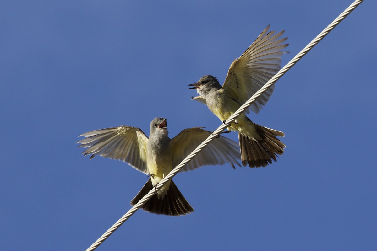 Cassin's Kingbird - ML115460051