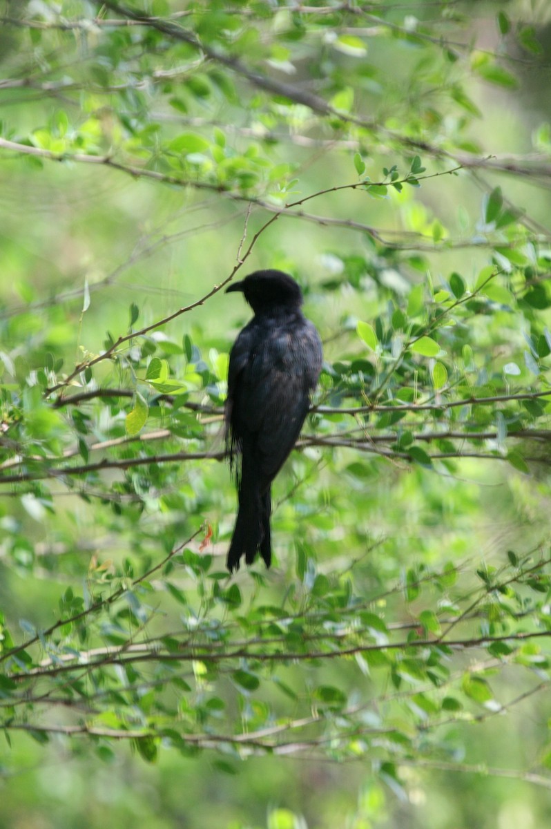 Square-tailed Drongo-Cuckoo - ML115460591