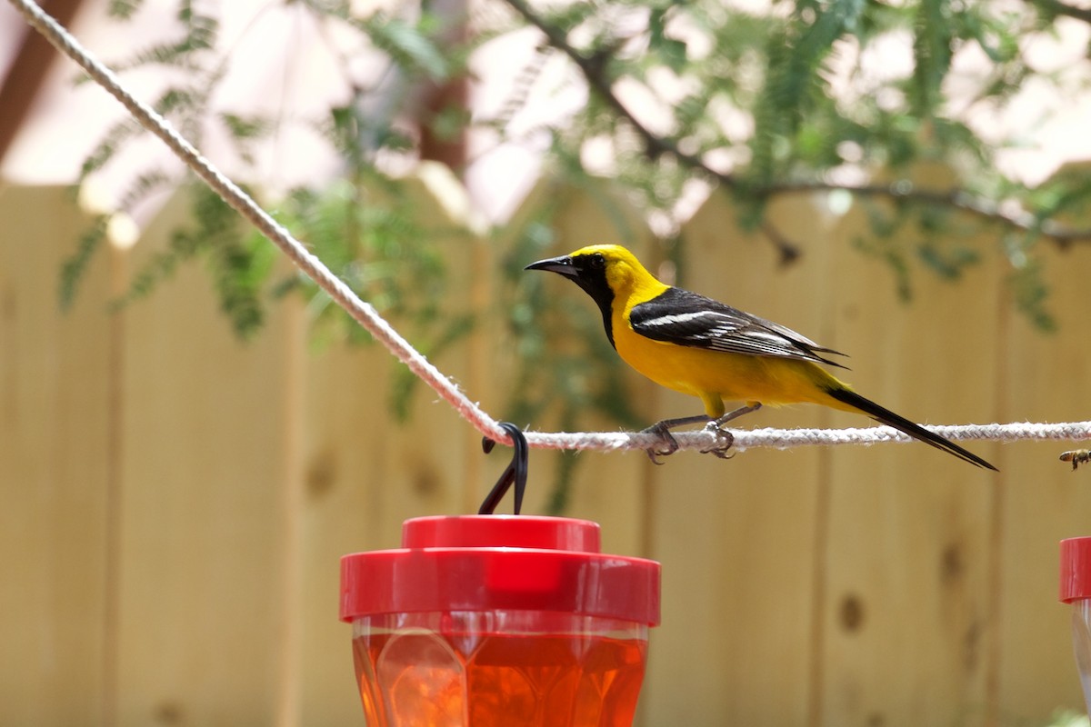 Hooded Oriole (nelsoni Group) - ML115460941