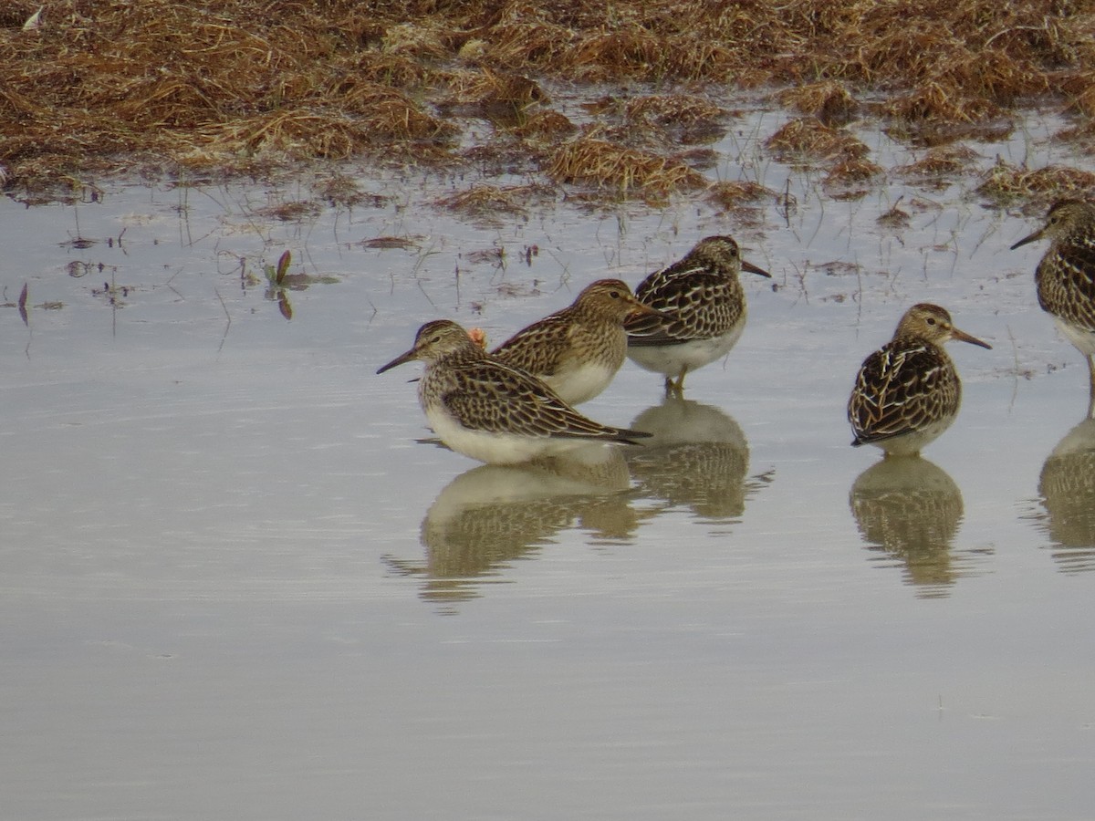 Pectoral Sandpiper - ML115461071