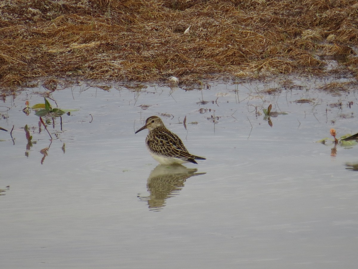 Pectoral Sandpiper - ML115461191