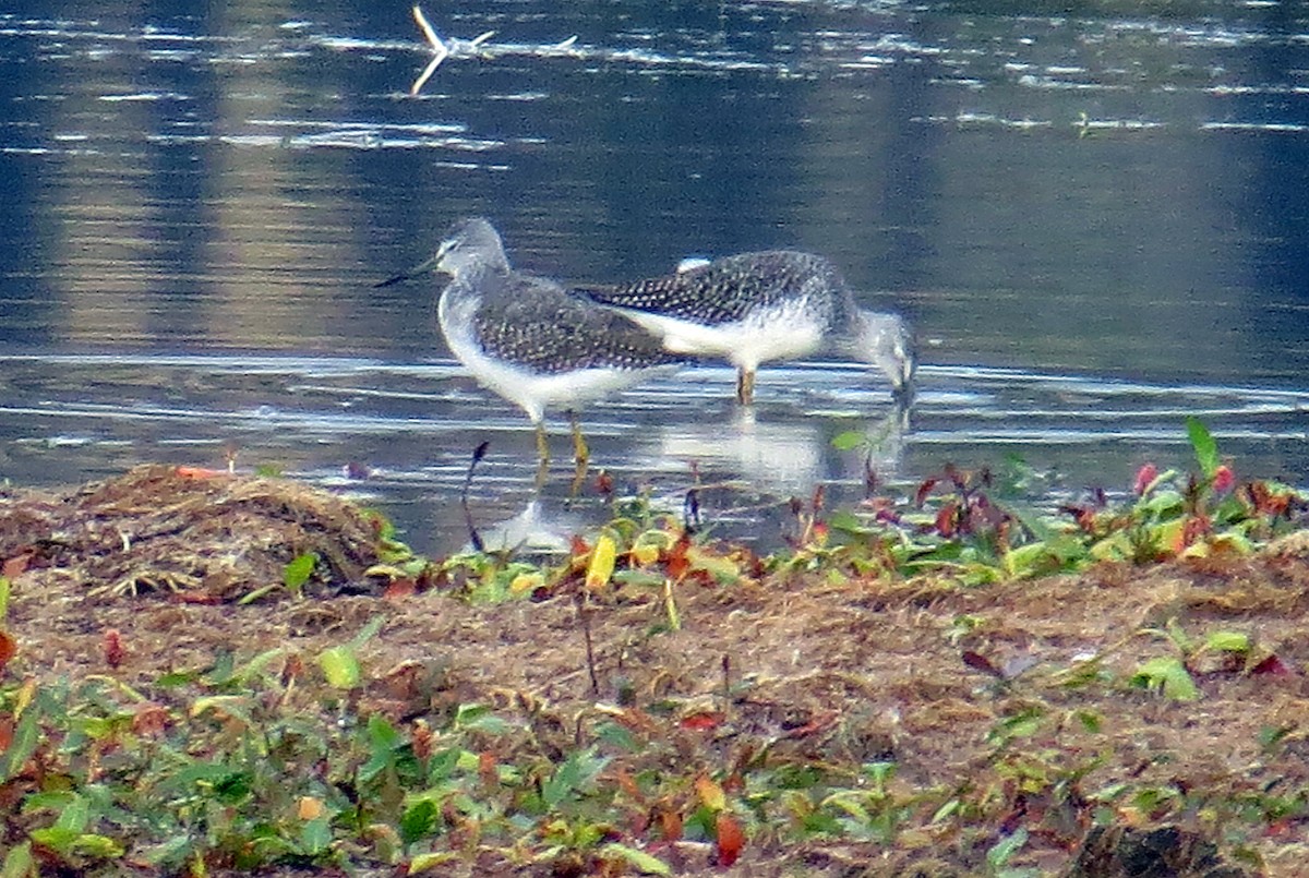 Greater Yellowlegs - ML115461231