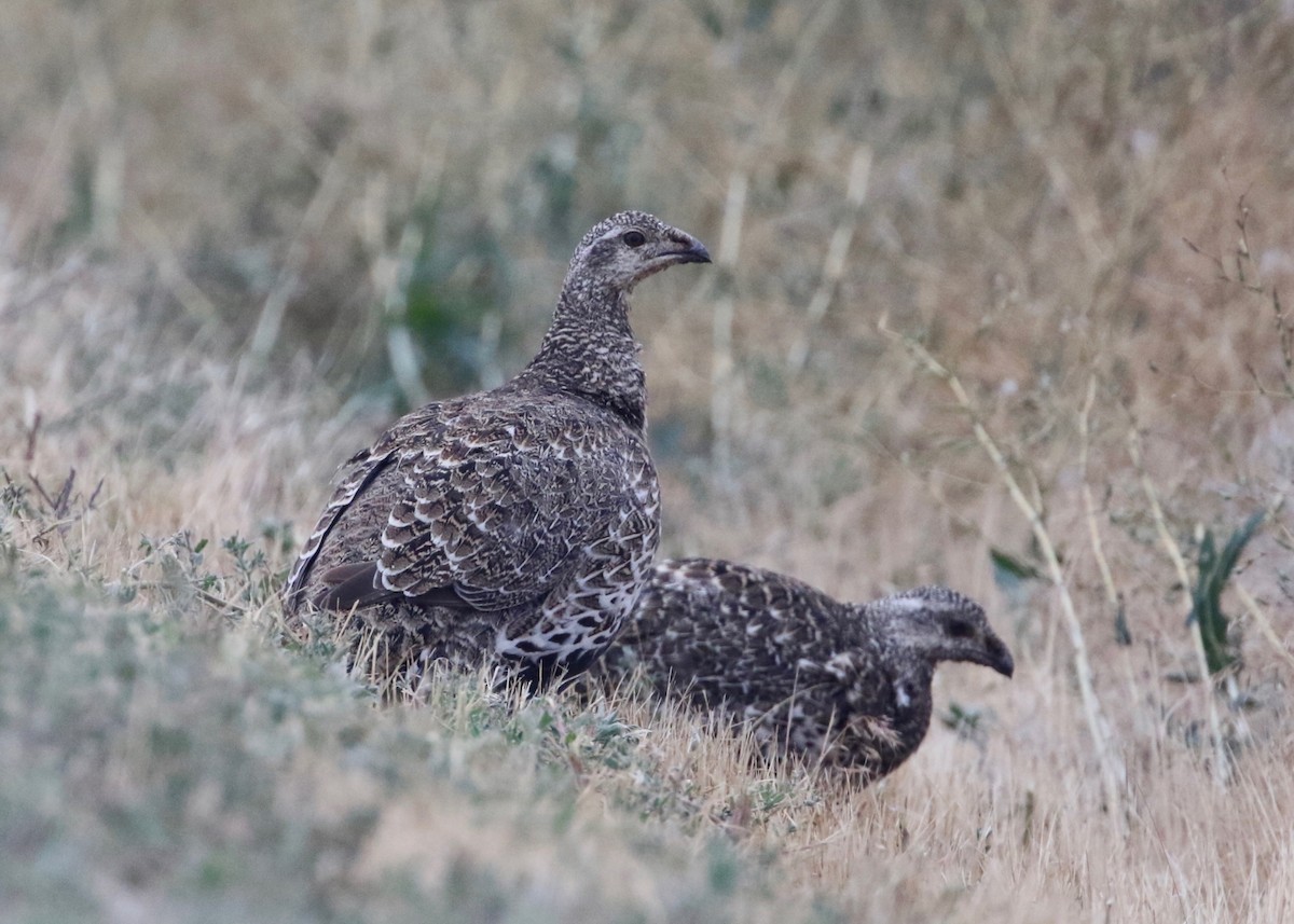 Greater Sage-Grouse - ML115462191