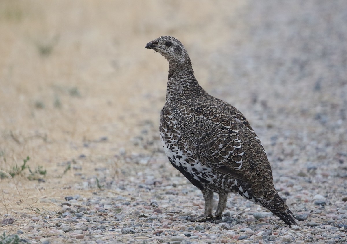 Greater Sage-Grouse - ML115462241