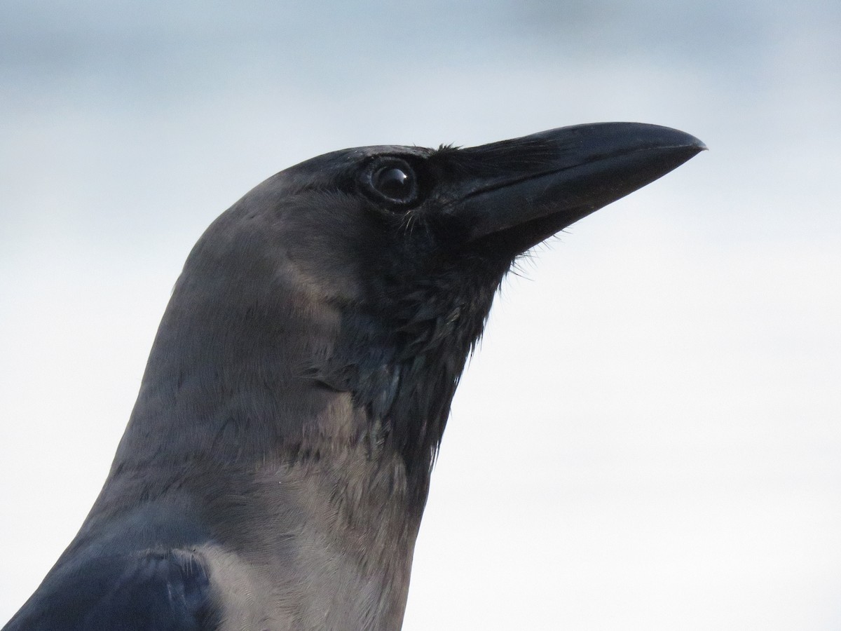 House Crow - ML115463501