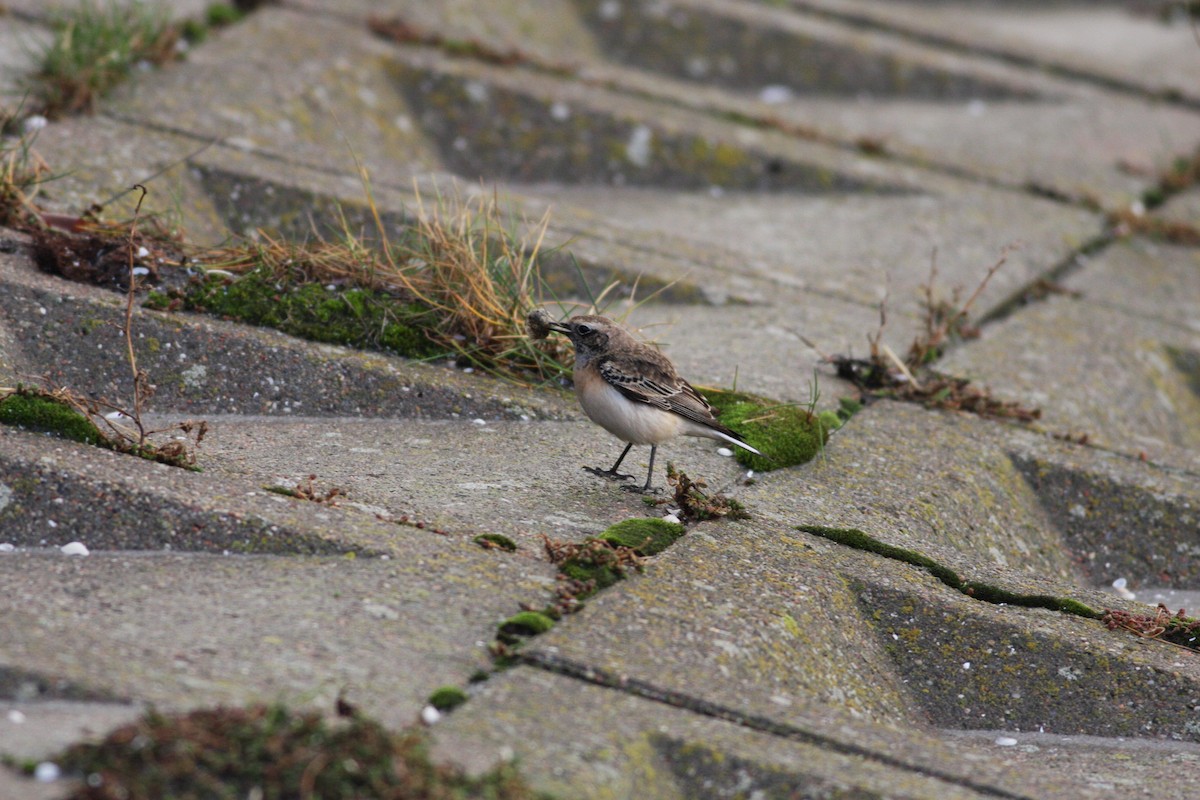 Pied Wheatear - ML115463641