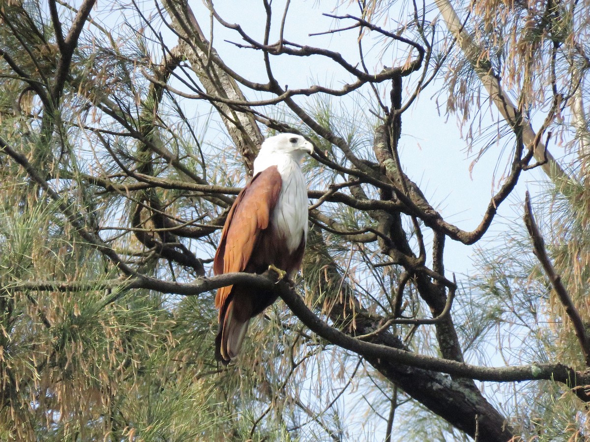 Brahminy Kite - ML115465191