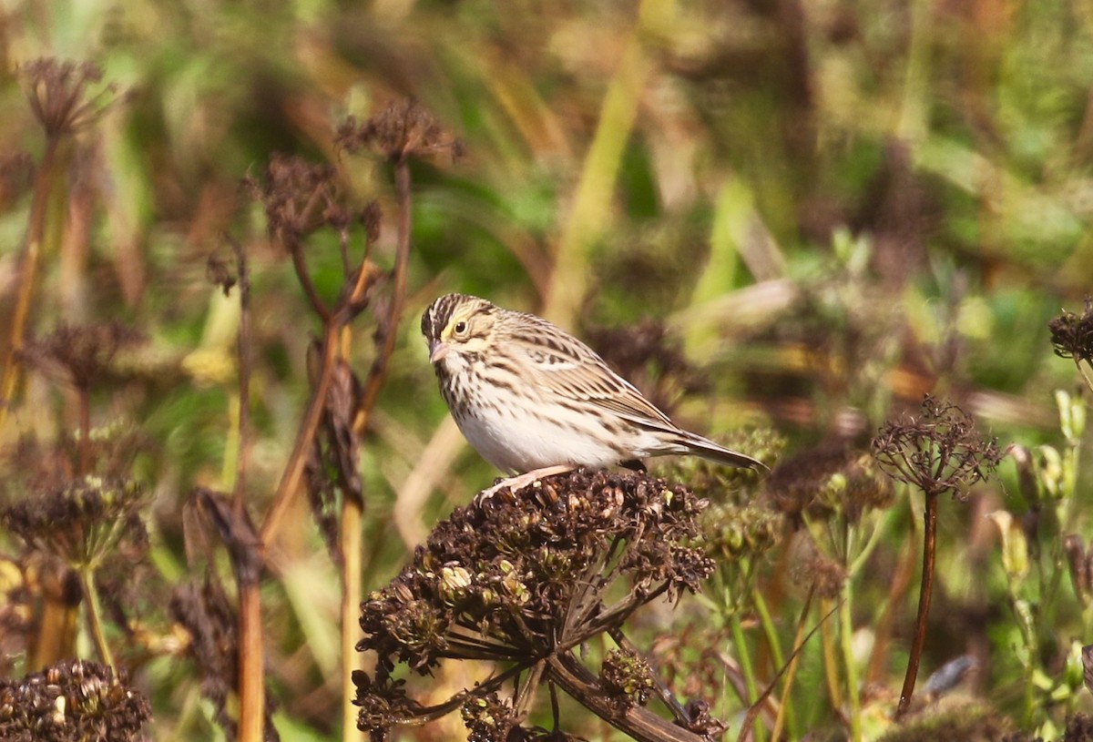 Savannah Sparrow - ML115466051