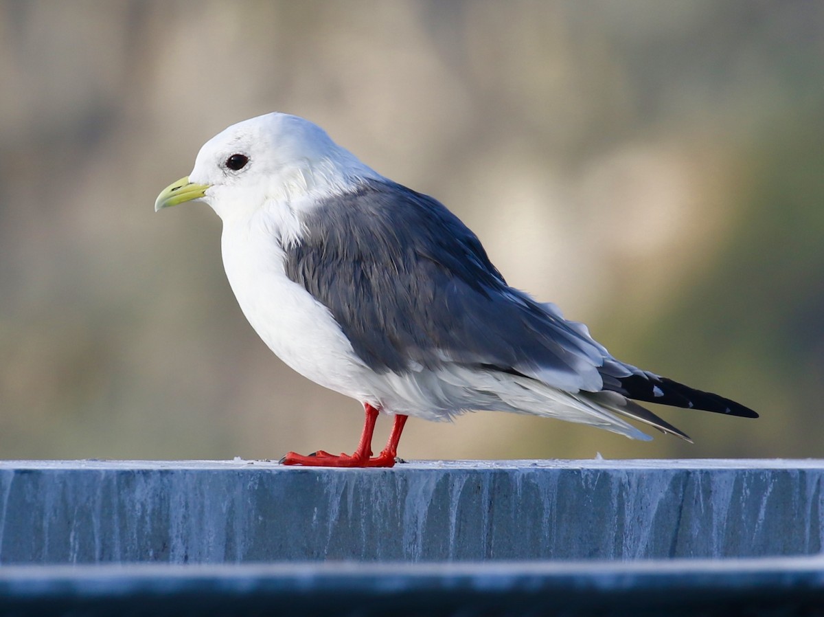 Red-legged Kittiwake - Victor Stoll