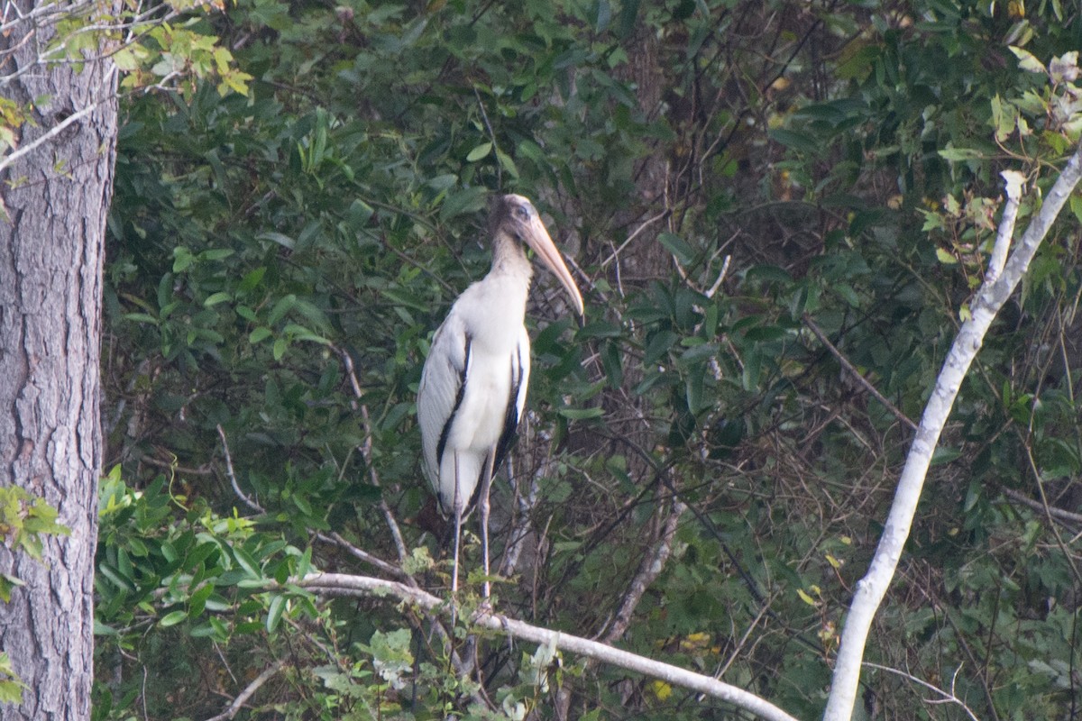 Wood Stork - ML115467441