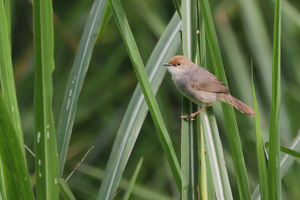 Chubb's Cisticola (Chubb's) - Stephen Gast