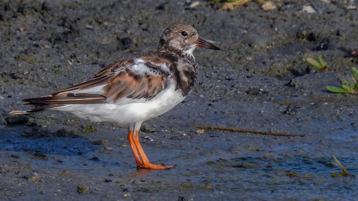 Ruddy Turnstone - Michael McGovern