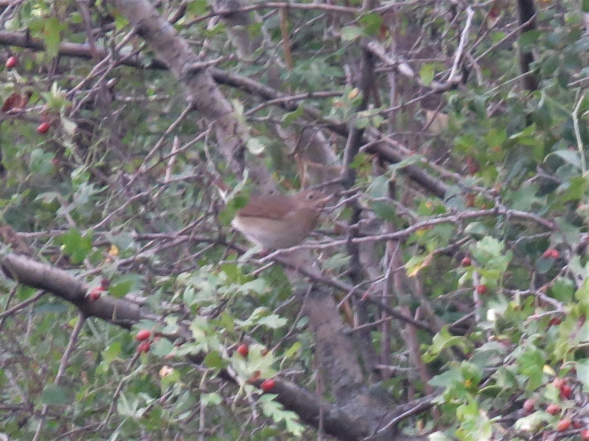 Thrush Nightingale - ML115473531