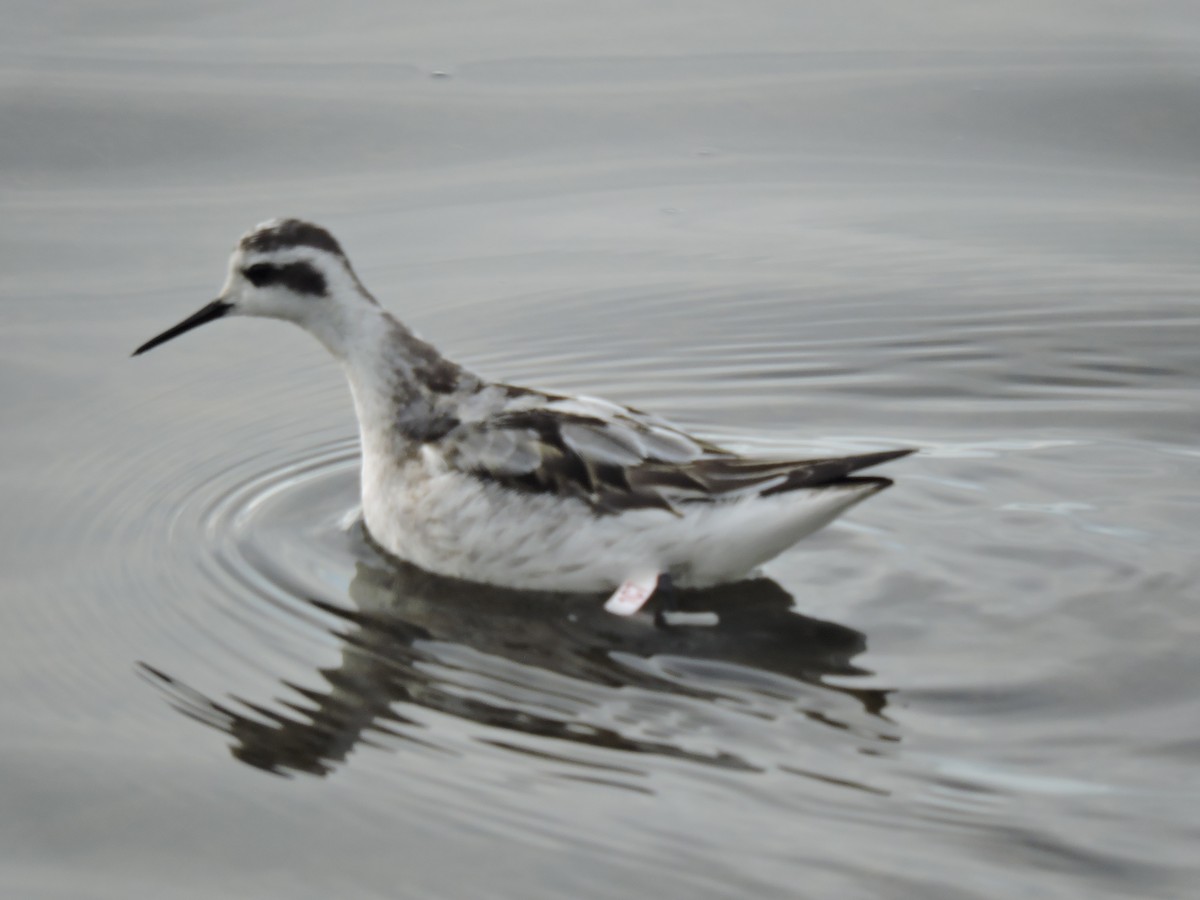 Red-necked Phalarope - ML115475651