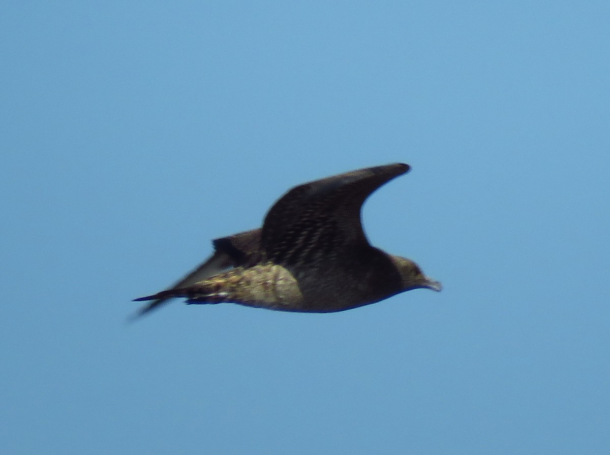 Págalo Pomarino - ML115475661