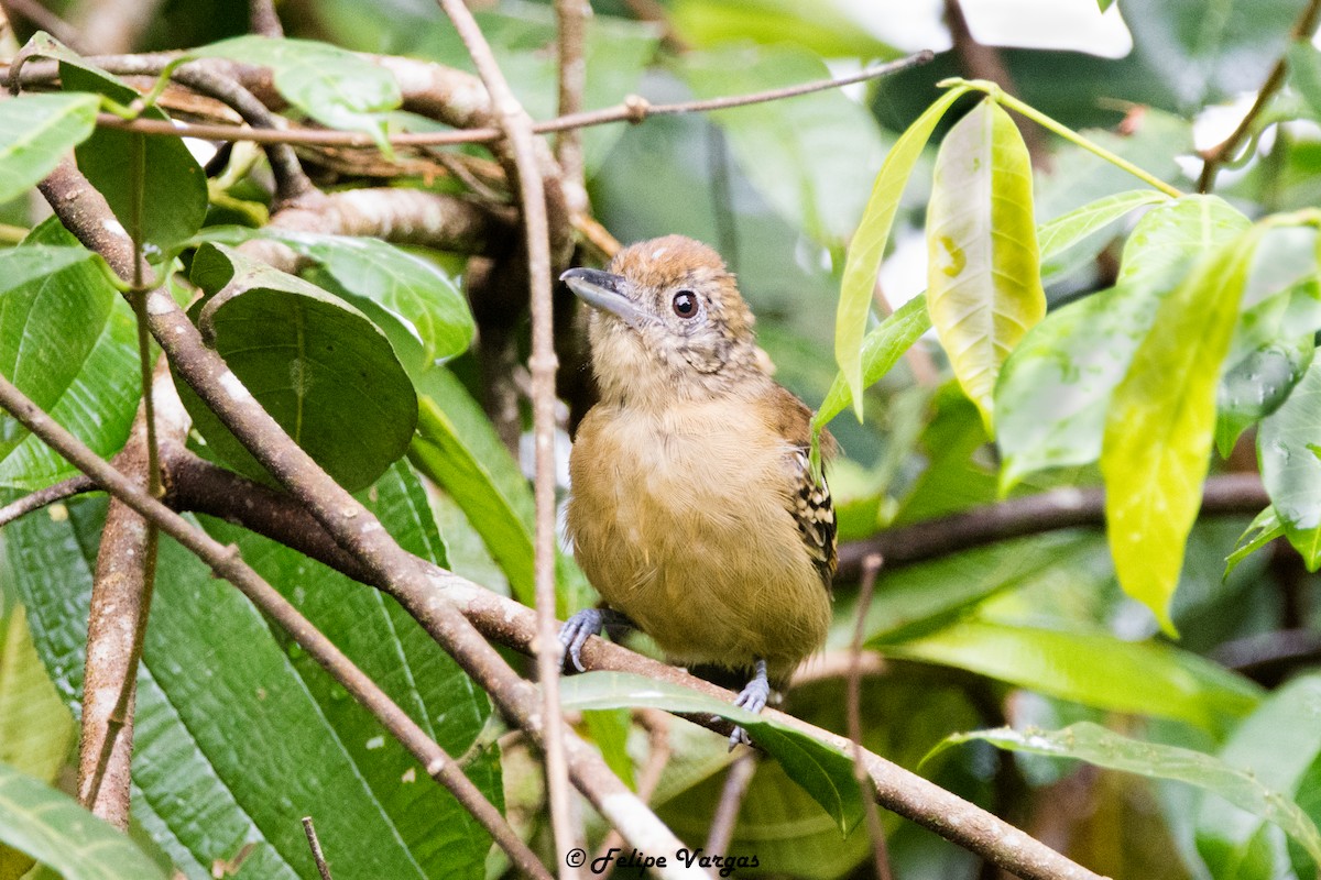 Black-crowned Antshrike - ML115475711