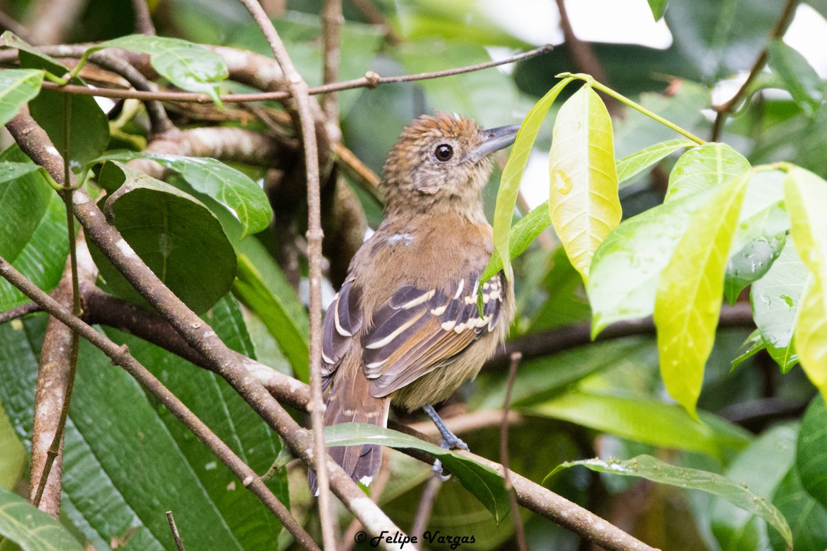 Black-crowned Antshrike - ML115475991