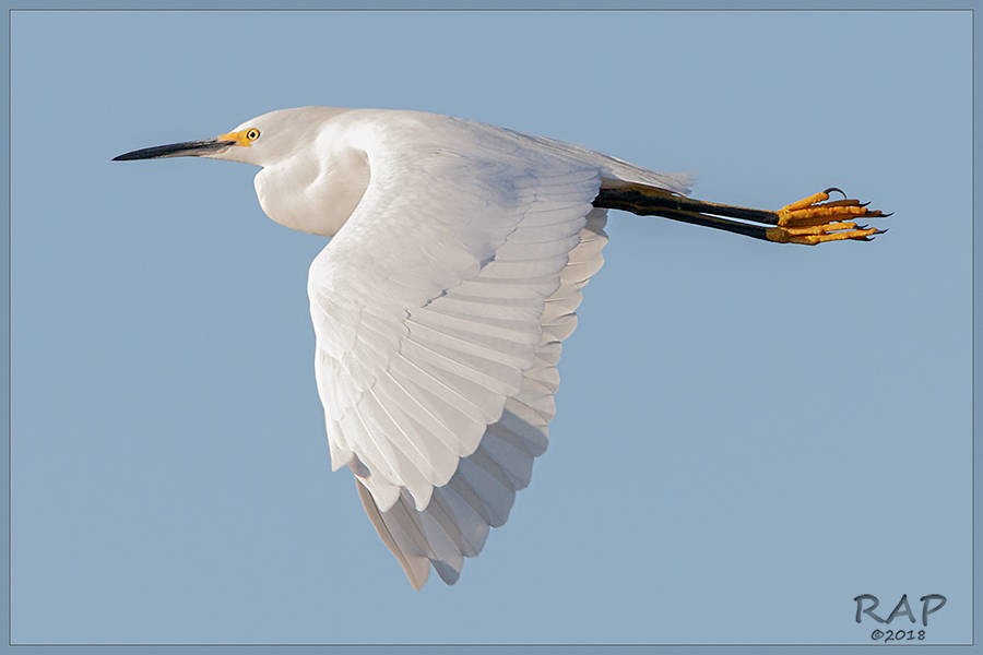 Snowy Egret - ML115476201