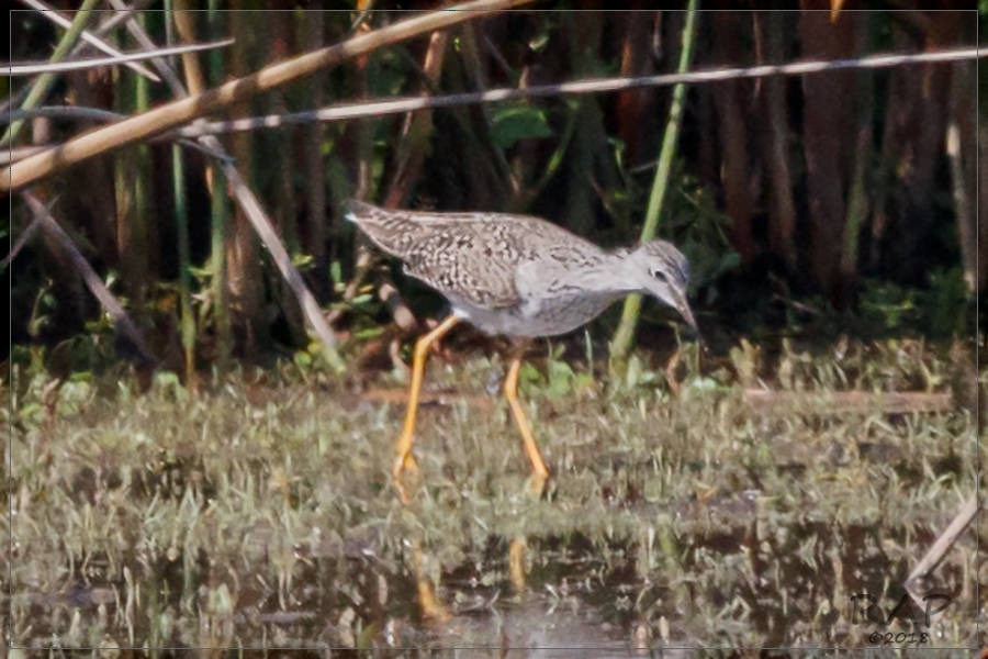 Lesser Yellowlegs - ML115476211