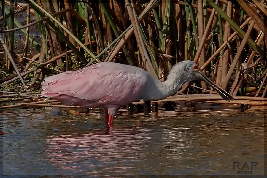 Roseate Spoonbill - ML115476371