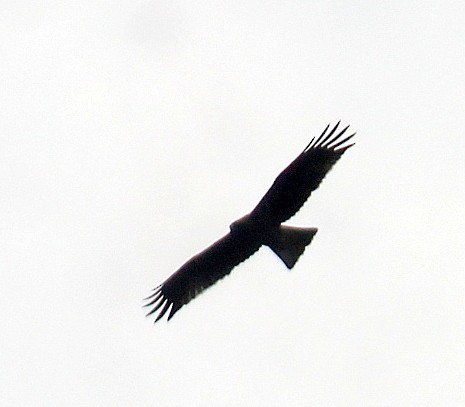Бахим бүргэд - ML115476581