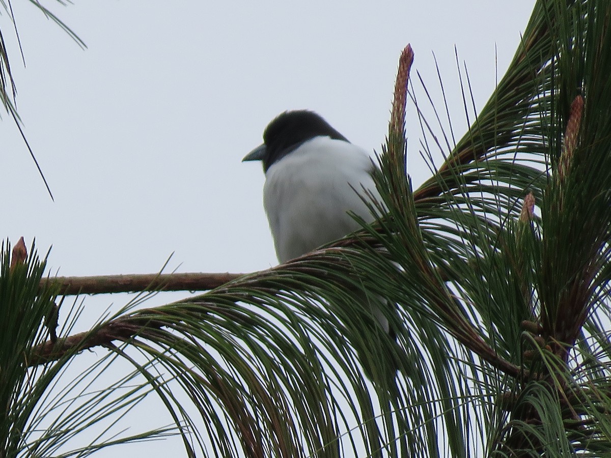 Great Woodswallow - Thomas Collins